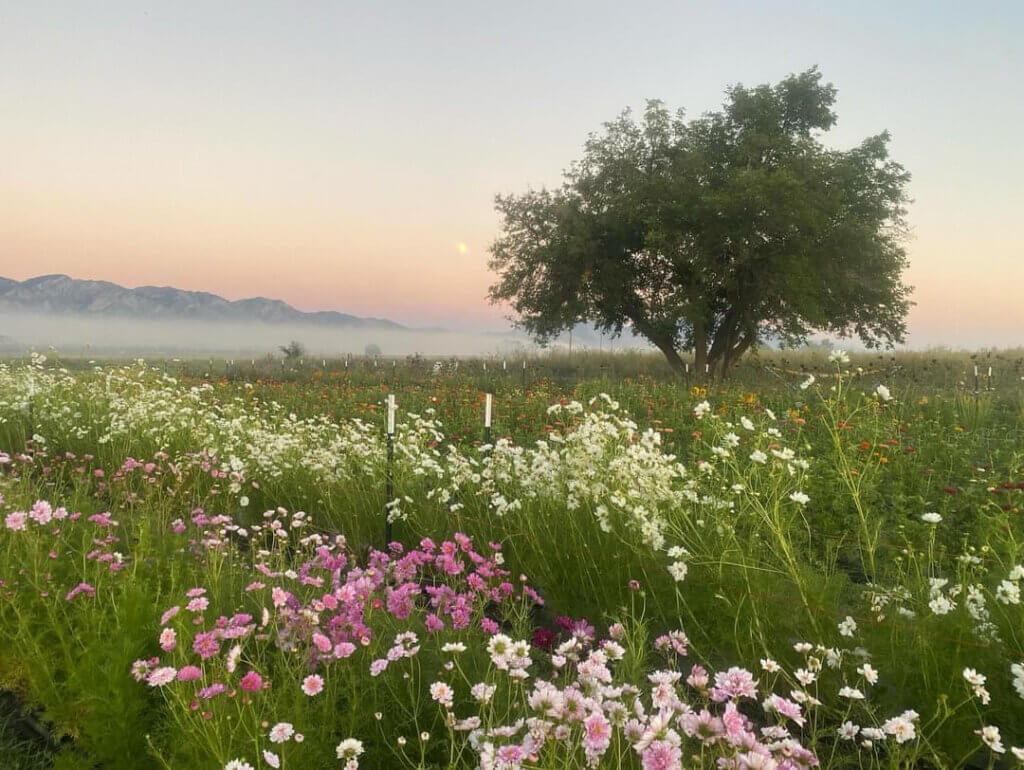 Flower Field