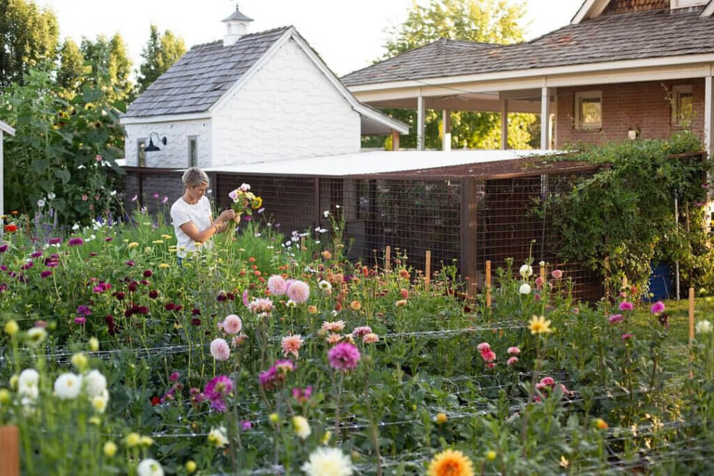 Flower Field