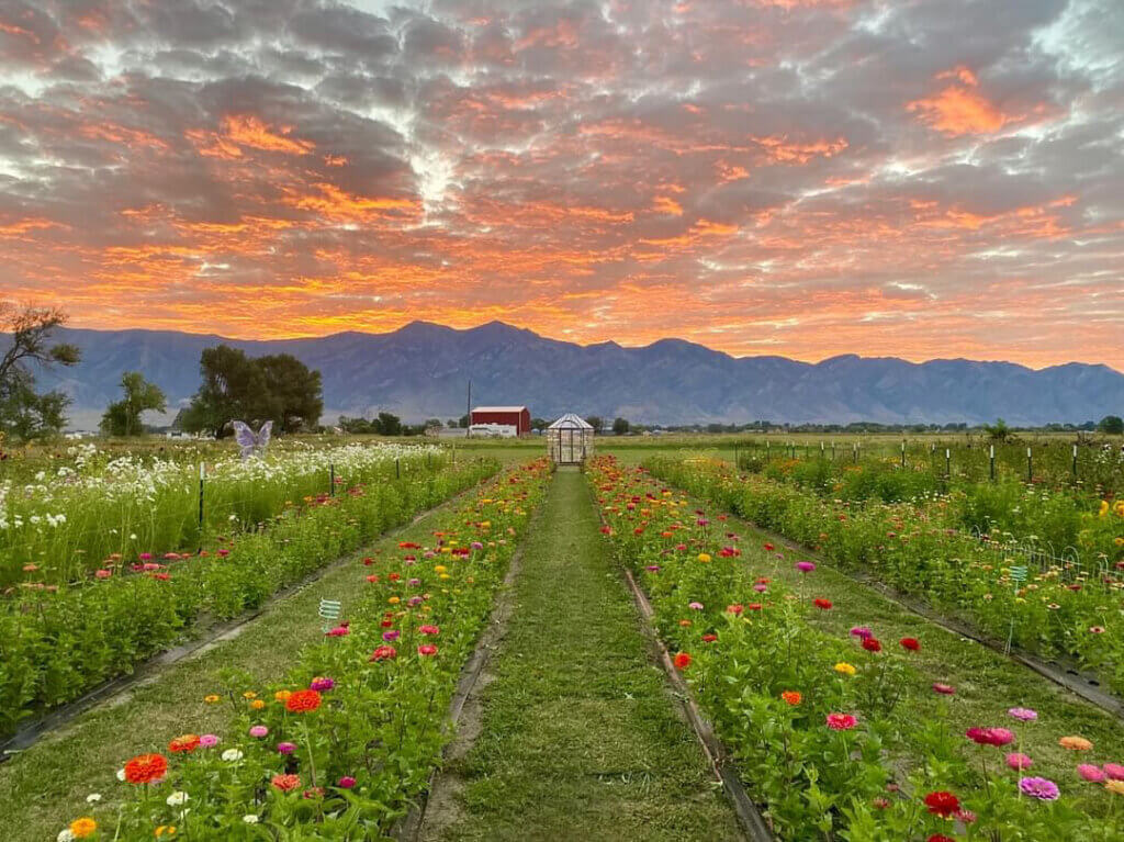 rows of bright flowers at sunset