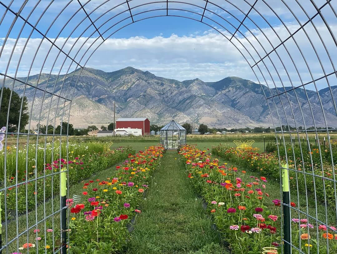 Flower Field