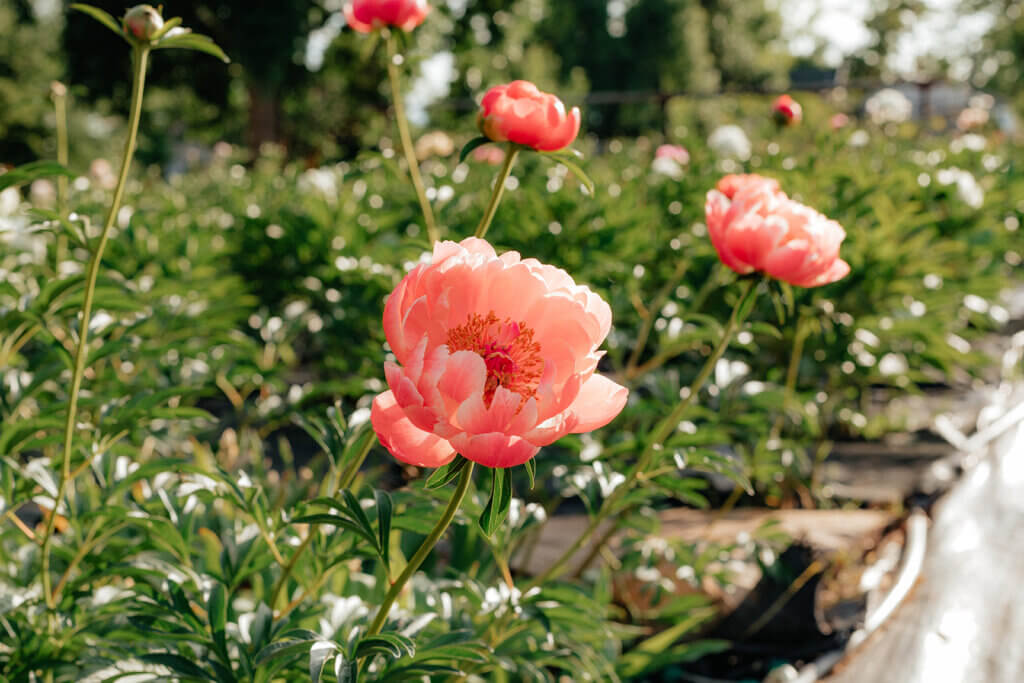 Peony fields